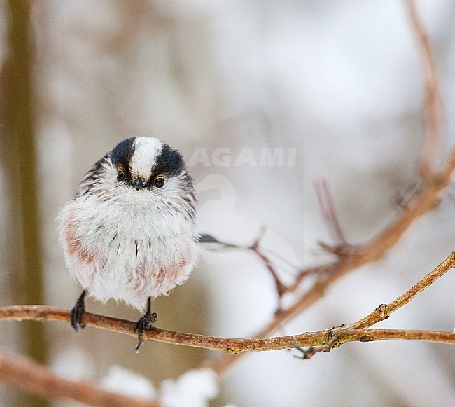 Long-tailed Tit, Aegithalos caudatus stock-image by Agami/Wil Leurs,