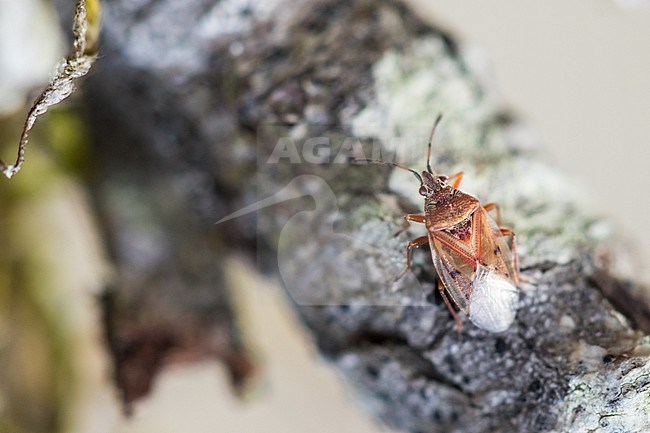 Kleidocerys resedae - Birch catkin bug - Birkenwanze, France (Alsace), imago stock-image by Agami/Ralph Martin,