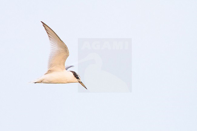Little Tern, Sternula albifrons, juvenile stock-image by Agami/Menno van Duijn,