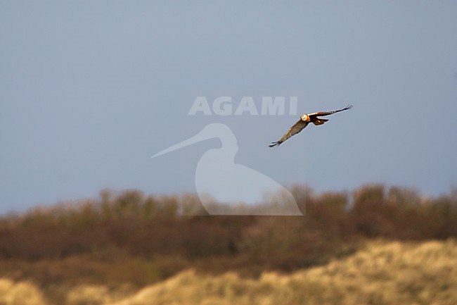 Bruine Kiekendief; Marsh Harrier; Circus aeruginosus stock-image by Agami/Marc Guyt,