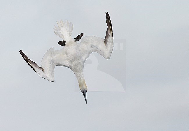 Jan-van-Gent duikend; Northern Gannet diving stock-image by Agami/Markus Varesvuo,