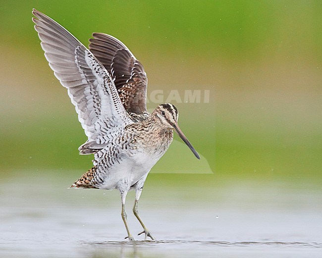 Common Snipe (Gallinago gallinago), adult taking off from the water, Campania, Italy stock-image by Agami/Saverio Gatto,