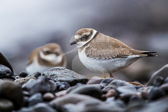 Common Ringed Plover (Charadrius hiaticula) adult winter perched stock-image by Agami/Daniele Occhiato,