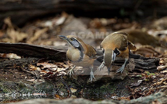 Greater Necklaced Laughingthrush (Pterorhinus pectoralis) at Kaeng Krachan National Park, Thailand stock-image by Agami/Helge Sorensen,