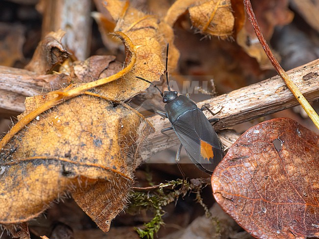 Aphanus rolandri running through leaflitter stock-image by Agami/Arnold Meijer,