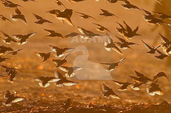 Common Starling - Star - Sturnus vulgaris ssp. vulgaris, Germany stock-image by Agami/Ralph Martin,