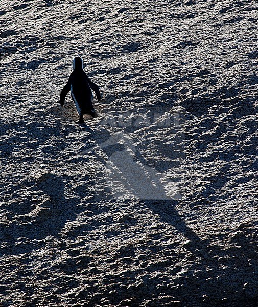 Schaduw van een ZwartvoetpinguÃ¯n; Shadow of a Jackass Penguin stock-image by Agami/Marc Guyt,