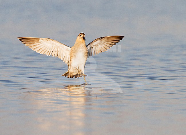 Kemphaan, Ruff, Philomachus pugnax stock-image by Agami/Menno van Duijn,