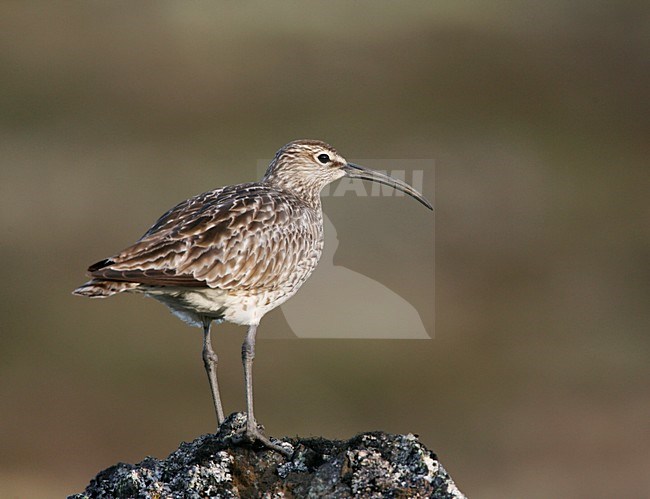 Regenwulp staand op rots; Eurasian Wimbrel perched on a rock stock-image by Agami/Menno van Duijn,