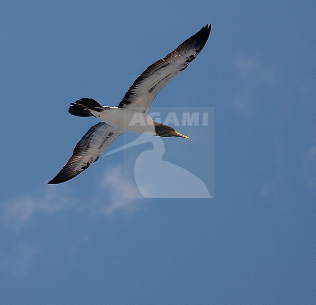 Subadult Brown Booby (Sula leucogaster leucogaster) off Ascension island in the mid atlantic ocean. Seen from below in flight. stock-image by Agami/Marc Guyt,