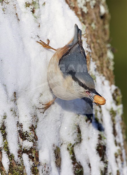 Boomklever tegen boomstam; Eurasian Nuthatch on treetrunc stock-image by Agami/Markus Varesvuo,