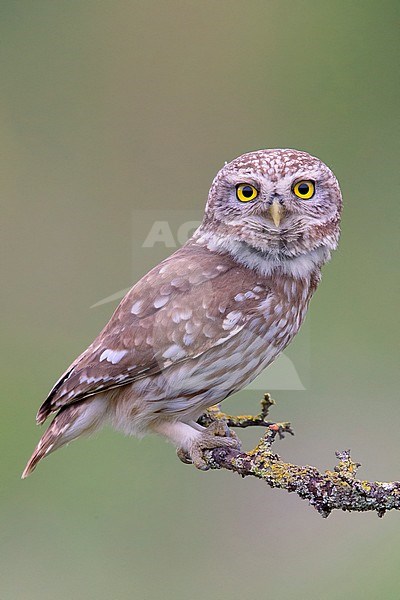 Little Owl, Basilicata, Italy (Athene noctua) stock-image by Agami/Saverio Gatto,