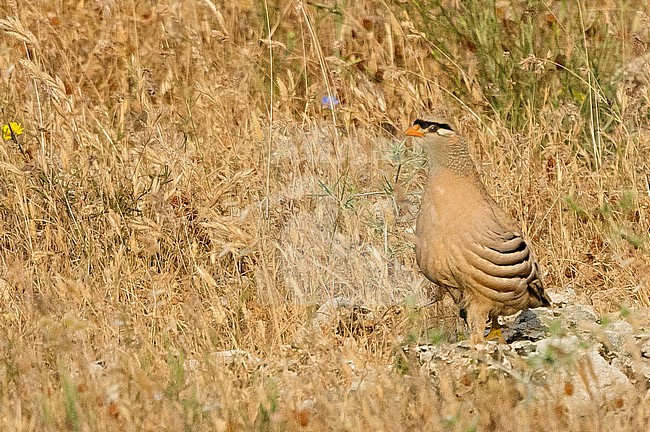 See-See Partridge, Ammoperdix griseogularis, standing on the ground. stock-image by Agami/Eduard Sangster,