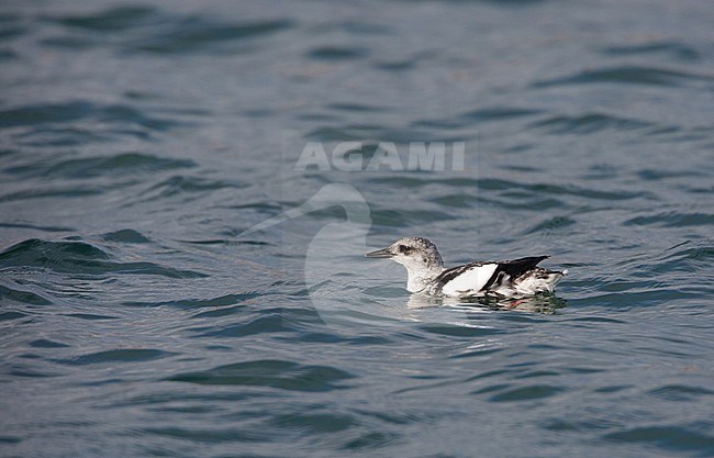 Black Guillemot, Zwarte Zeekoet, Cepphus grylle stock-image by Agami/Arie Ouwerkerk,