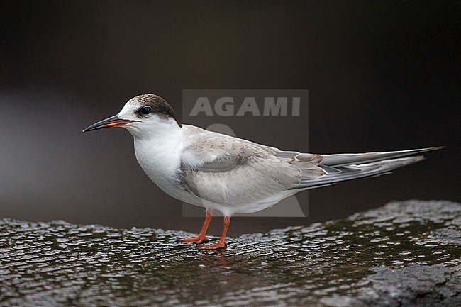 Visdief onvolwassen; Common tern immature stock-image by Agami/Daniele Occhiato,
