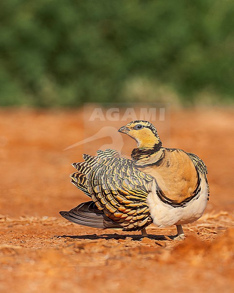 Preening female Pin-tailed Sandgrouse (Pterocles alchata) in steppes near Belchite in Spain. stock-image by Agami/Marc Guyt,