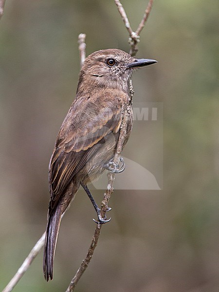 Smoky Bush Tyrant (Myiotheretes fumigatus fumigatus) at San Sebastian Reserve, Envigado, Antioquia, Colombia. stock-image by Agami/Tom Friedel,