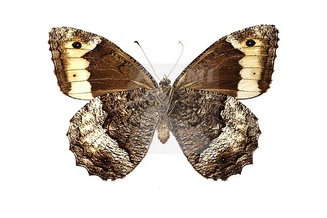 Woodland Grayling, Hipparchia fagi stock-image by Agami/Wil Leurs,