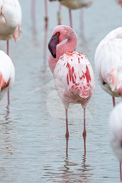 Lesser Flamingo (Phoeniconaias minor) sitting on a greater Flamingo colony in Pont de Gau, Bouches-du-Rhône, France. stock-image by Agami/Vincent Legrand,