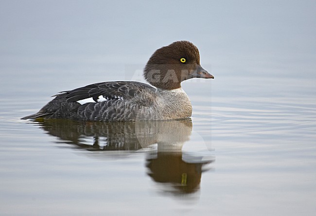 Vrouwtje IJslandse Brilduiker, Female Barrow's Goldeneye stock-image by Agami/Markus Varesvuo,