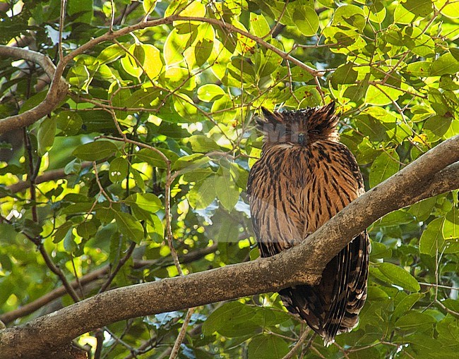Tawny Fish Owl (Ketupa flavipes) on daytime roost. Sleeping on a branch high in the canopy of a broadleaved tree in Asia. Eyes half closed. stock-image by Agami/Marc Guyt,