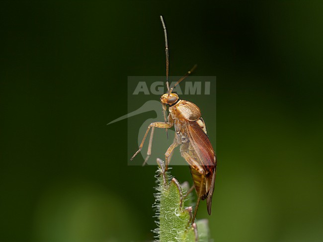 Lygus pratensis is a species of plant bug belonging to the family Miridae stock-image by Agami/Arnold Meijer,