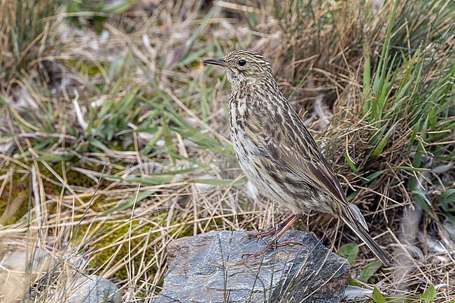 South Georgia Pipit (Anthus antarcticus) on South Georgia. stock-image by Agami/Pete Morris,