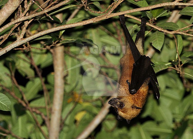 Moluccan flying fox (Pteropus chrysoproctus) on the Indonesia island of Buru. Hanging upside down in a tropical tree. Listed as Vulnerable by the IUCN. stock-image by Agami/James Eaton,
