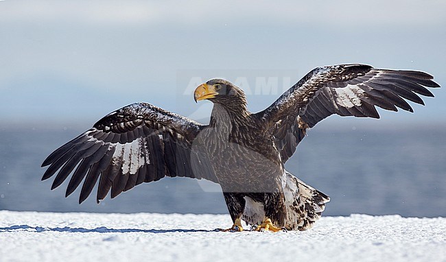 Onvolwassen Steller-zeearend in vlucht, Juvenile Stellers Sea-eagle in flying stock-image by Agami/Markus Varesvuo,