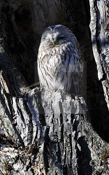 Ural Owl perched in tree; Oeraluil zittend in boom stock-image by Agami/Hans Germeraad,