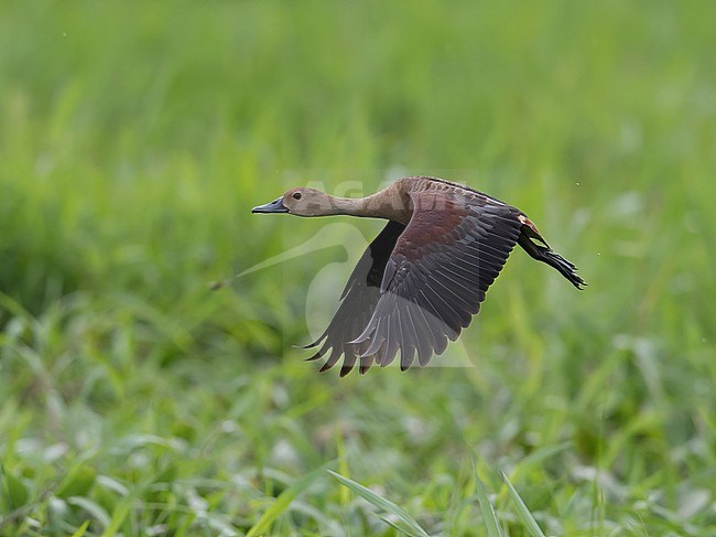 Side view of a Lesser Whistling Duck (Dendrocygna javanica) in flight. India stock-image by Agami/Markku Rantala,