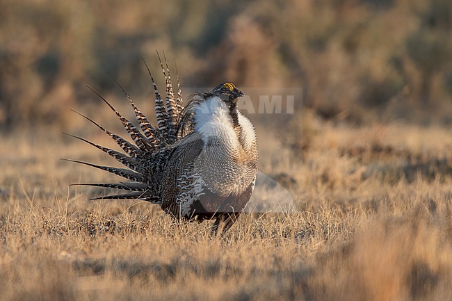 Adult male Gunnison Grouse, Centrocercus minimus
Gunnison Co., Colorado, USA. stock-image by Agami/Brian E Small,