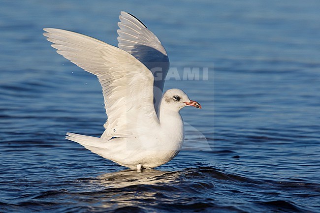 Mediterranean Gull (Ichthyaetus melanocephalus), side view of an adult in winter pluamage in the water, Campania, Italy stock-image by Agami/Saverio Gatto,