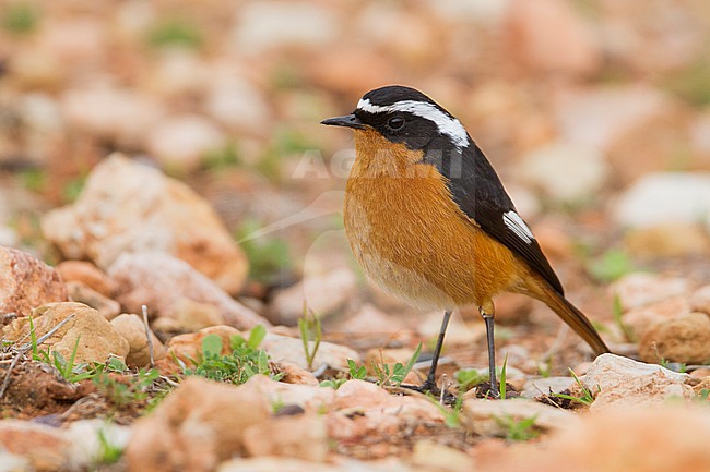 Moussier's Redstart - Diademrotschwanz - Phoenicurus moussieri, Morocco, adult male stock-image by Agami/Ralph Martin,