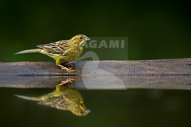 manual updated stock-image by Agami/Marc Guyt,