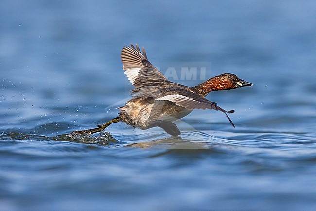 Little Grebe (Tachybaptus ruficollis) in Italy. Running over water. stock-image by Agami/Daniele Occhiato,