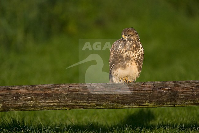 Common Buzzard; Buizerd stock-image by Agami/Marc Guyt,