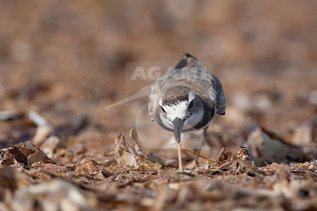 manual updated stock-image by Agami/Wil Leurs,