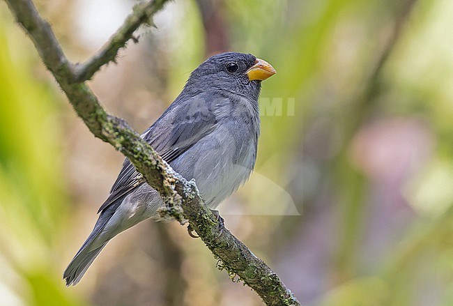 Slate-colored Seedeater (Sporophila schistacea) in Panama. stock-image by Agami/Pete Morris,