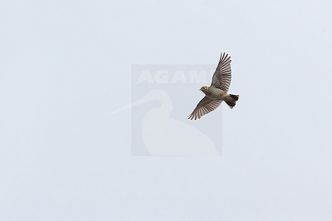 adult male woodlark or wood lark (lullula arborea) doing song or display flight, found on former military drill ground near Jüterbog in Brandenburg, Germany stock-image by Agami/Mathias Putze,