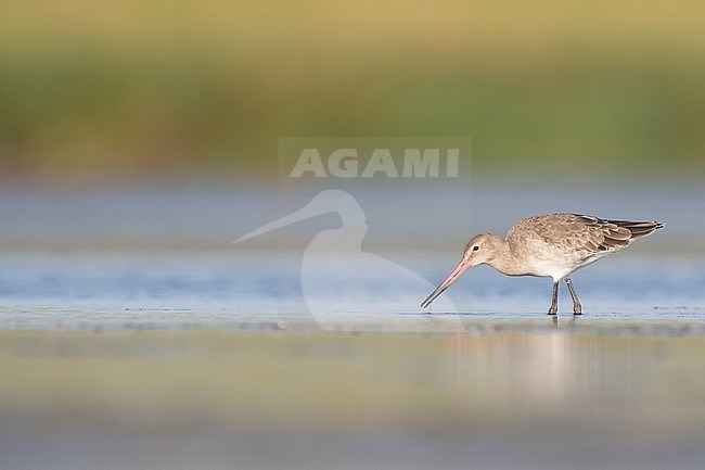 Black-tailed Godwit - Uferschnepfe - Limosa limosa ssp. limosa, Germany, adult, nonbreeding plumage stock-image by Agami/Ralph Martin,