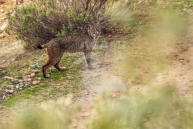 Male Iberian lynx (Lynx pardinus) standing over a rock watching the valley, Sierra Morena, Andujar, Andalucia, Spain. stock-image by Agami/Vincent Legrand,