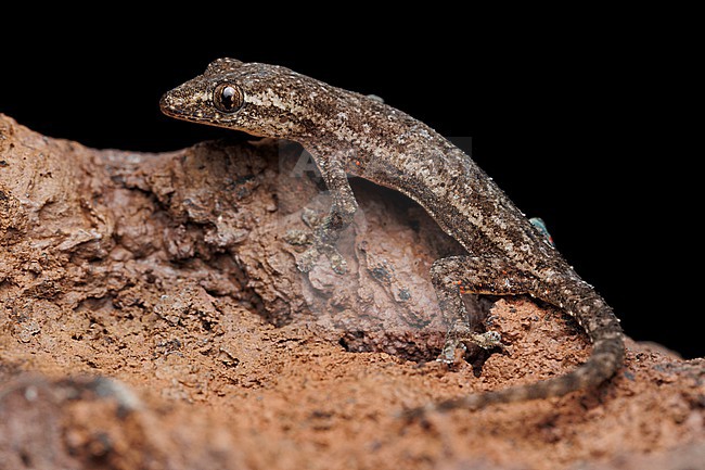Asian House Gecko (Hemidactylus frenatus) taken the 31/10/2025 at San Cristóbal - Galapagos. stock-image by Agami/Nicolas Bastide,