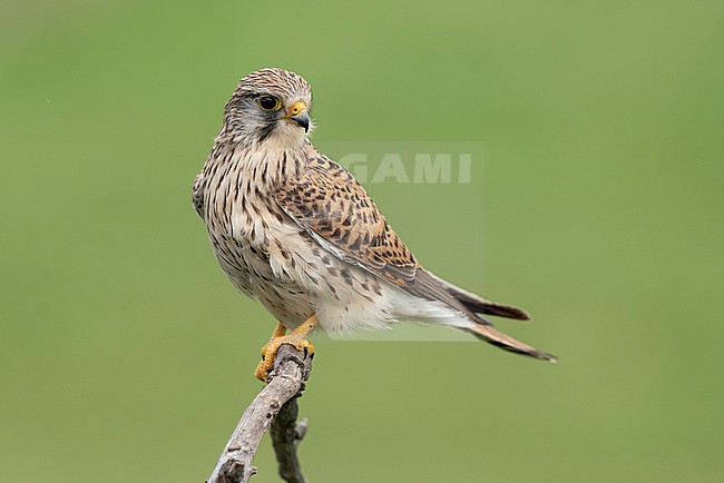 Common Kestrel (Falco tinnunculus) stock-image by Agami/Marcel Burkhardt,