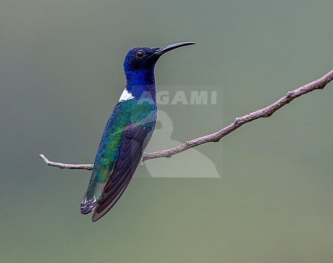 White-necked Jacobin, Florisuga mellivora mellivora, male, perched on thin twig stock-image by Agami/Andy & Gill Swash ,