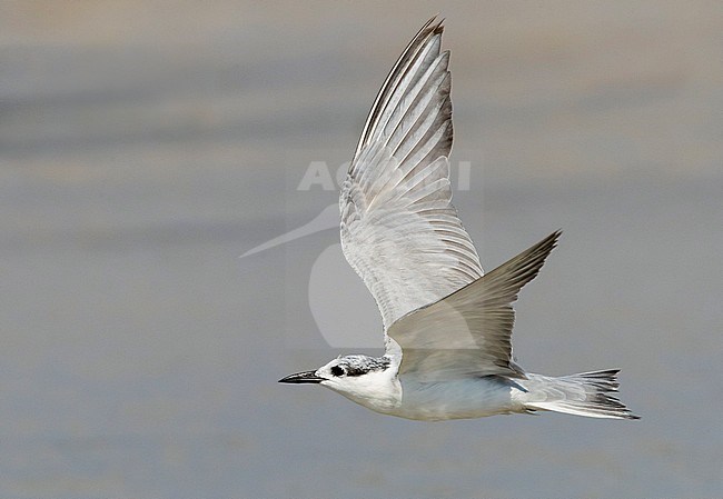 Whiskered Tern (Chlidonias hybrida), adult in winter plumage in flight over lagoon in Oman. stock-image by Agami/Saverio Gatto,