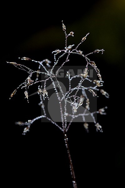 Grass with dew drops stock-image by Agami/Wil Leurs,