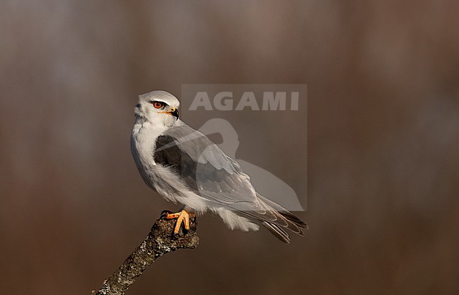 Perched Black-winged Kite (Elanus caeruleus ssp. caeruleus) in Castilla-La Mancha, Spain stock-image by Agami/Helge Sorensen,