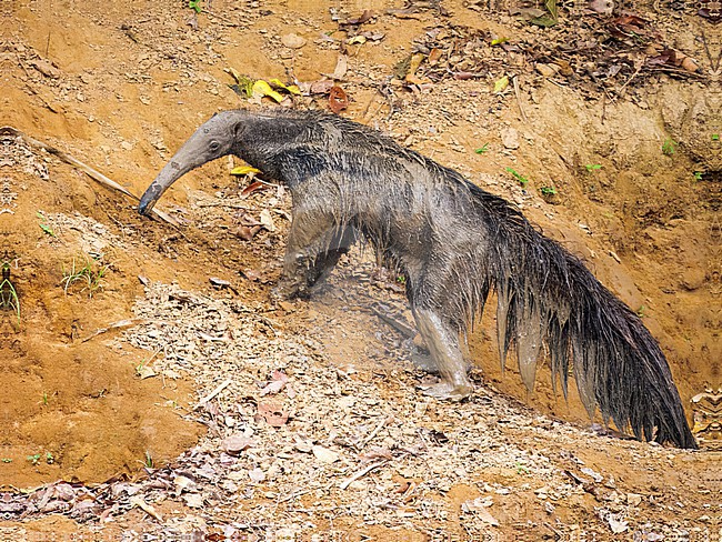 Giant Anteater, Myrmecophaga tridactyla. Coming out of a river, covered with mud. stock-image by Agami/Hans Germeraad,