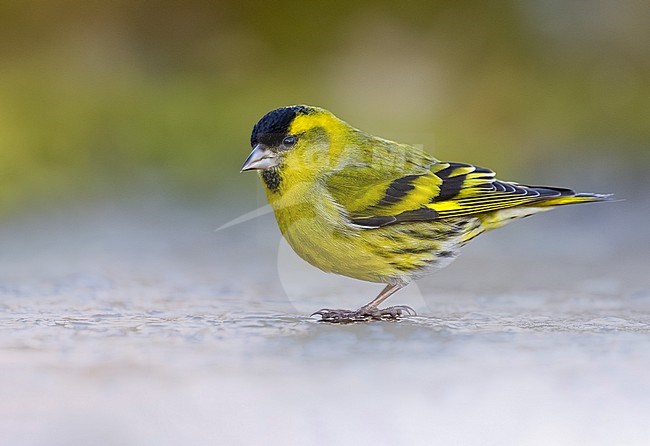 Male Eurasian Siskin, Spinus spinus, in Italy. stock-image by Agami/Daniele Occhiato,